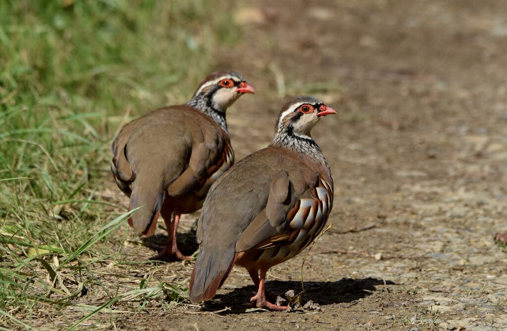 Red-legged Partridge