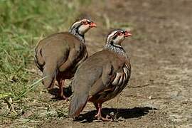 Red-legged Partridge