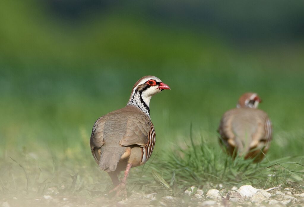 Perdrix rougeadulte nuptial, identification, marche