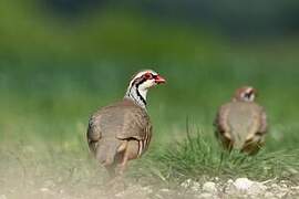 Red-legged Partridge