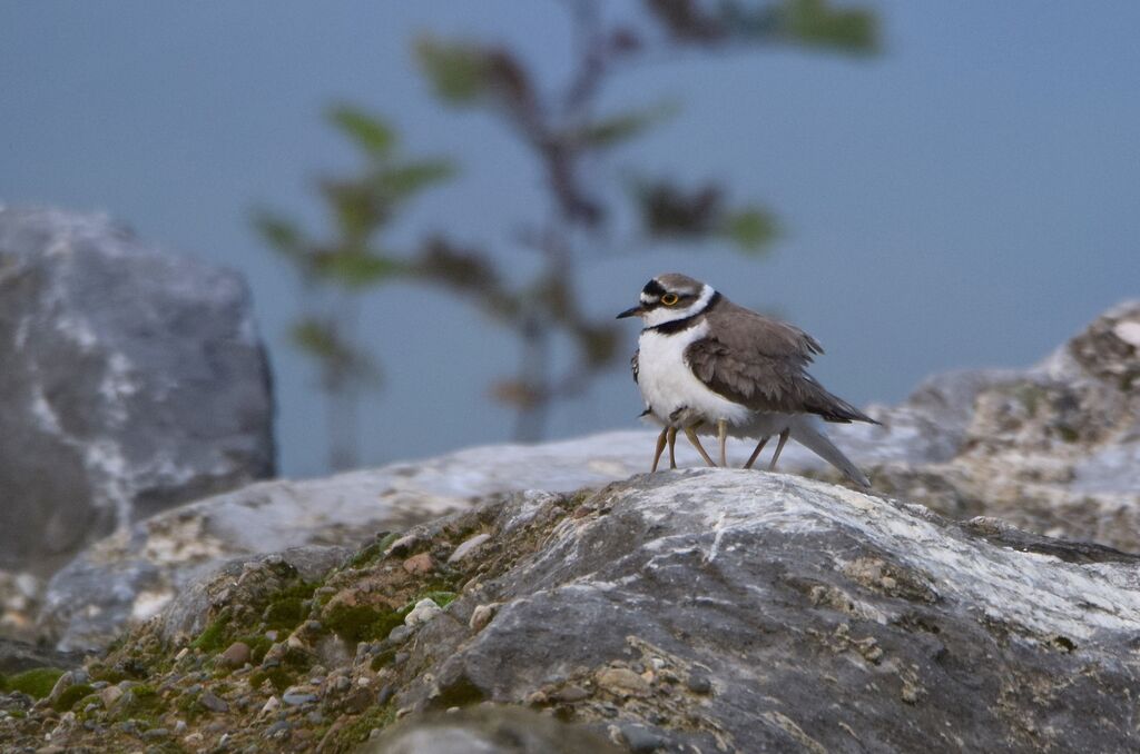 Little Ringed Plover, identification