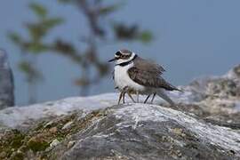 Little Ringed Plover