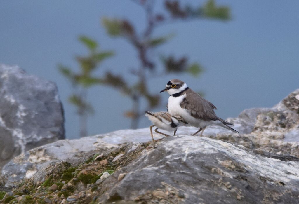 Little Ringed Plover