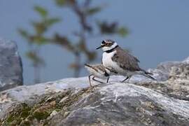 Little Ringed Plover