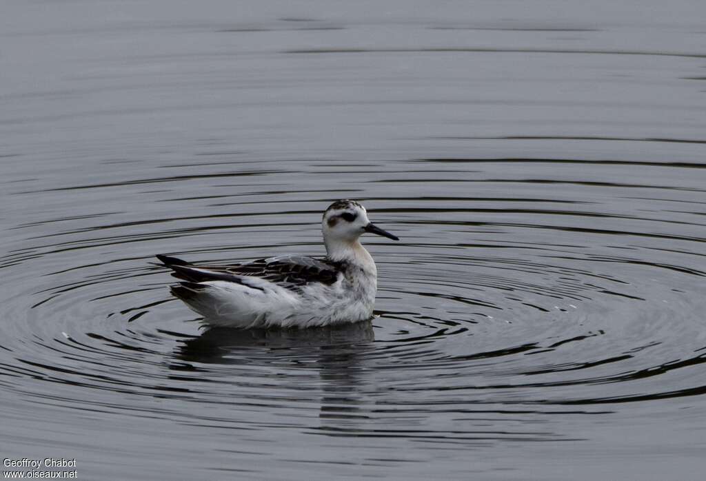 Phalarope à bec large1ère année, identification, nage