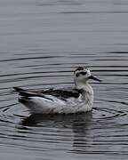 Red Phalarope