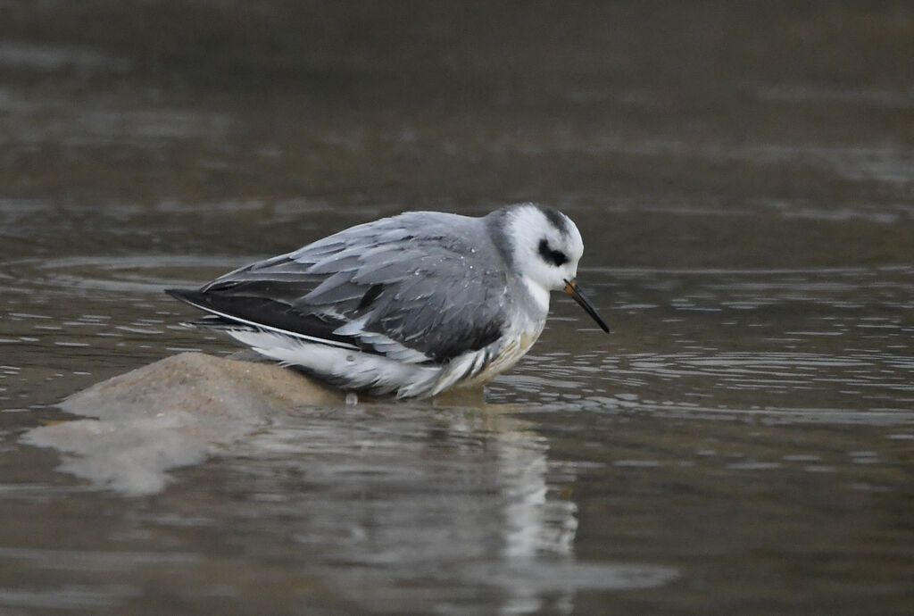 Phalarope à bec largeadulte internuptial, identification