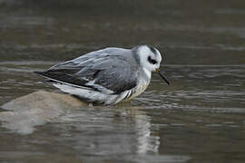 Red Phalarope