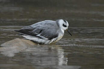 Phalarope à bec large