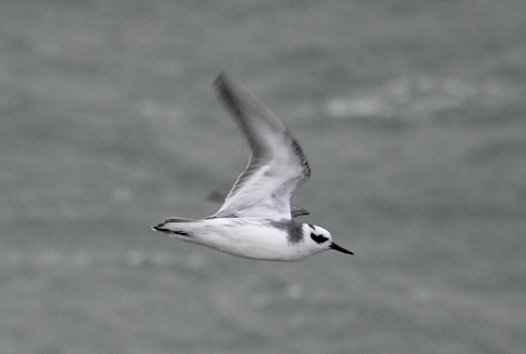 Red Phalaropeadult, Flight