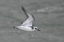 Red Phalarope