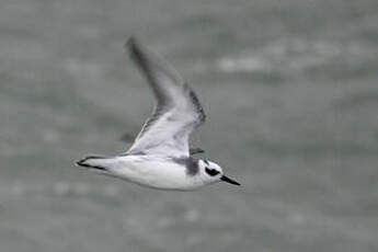 Phalarope à bec large