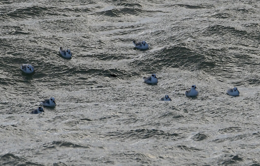 Red Phalarope, swimming