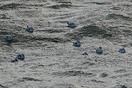 Red Phalarope