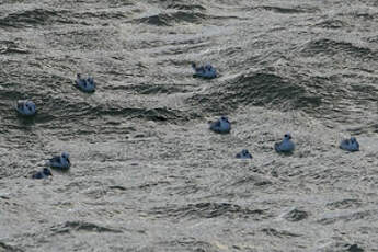 Phalarope à bec large