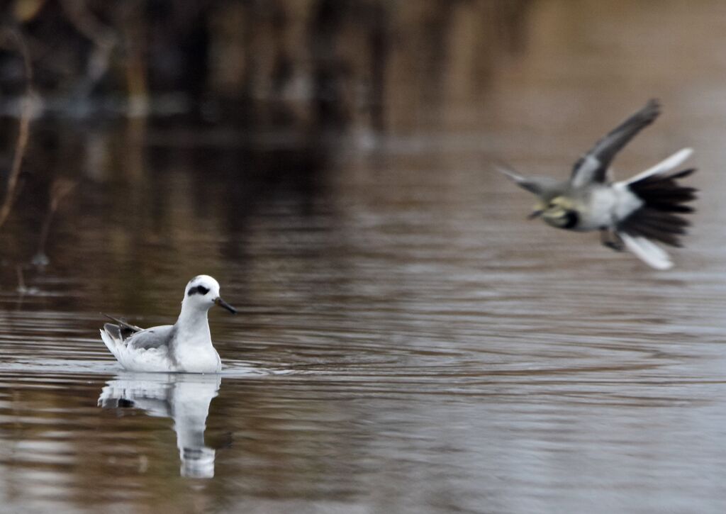 Phalarope à bec largeadulte internuptial, identification, nage