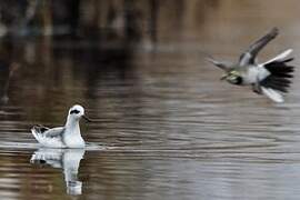 Red Phalarope