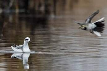 Phalarope à bec large