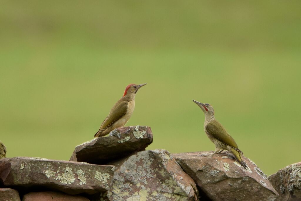 Iberian Green Woodpecker, habitat