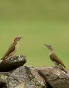 Iberian Green Woodpecker