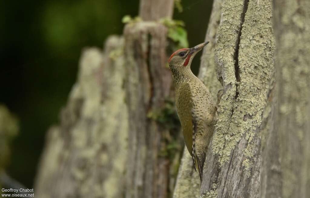 Iberian Green Woodpecker male juvenile, identification