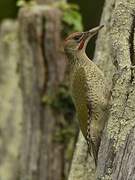 Iberian Green Woodpecker