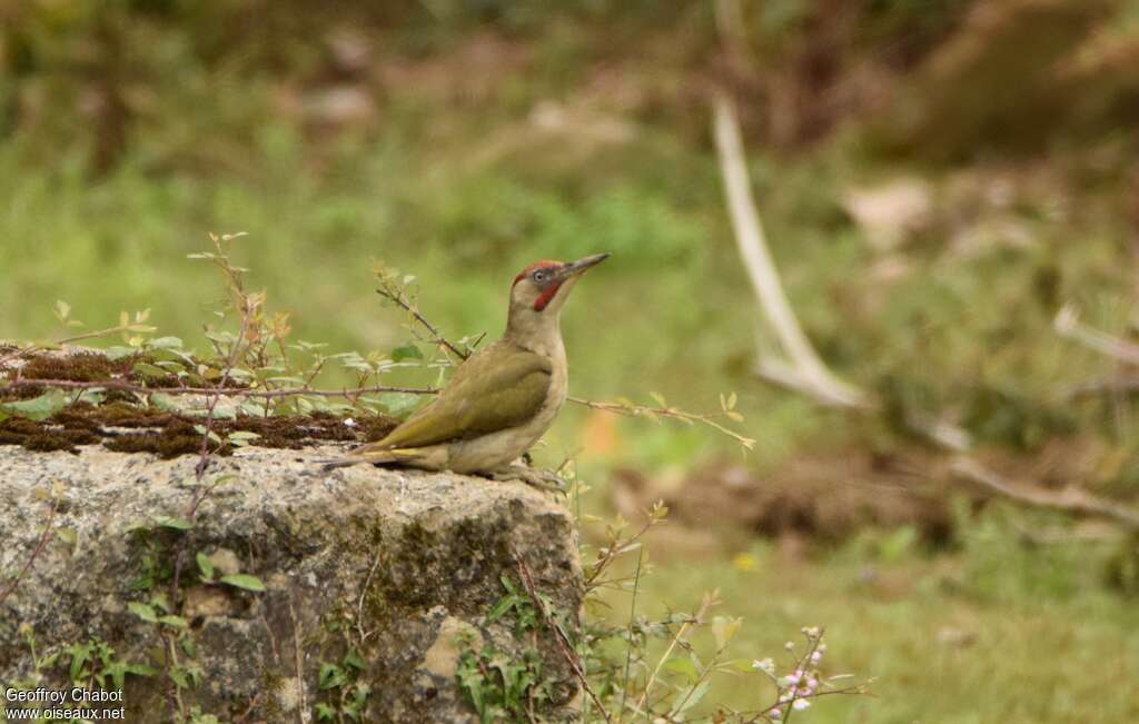 Pic de Sharpe mâle adulte nuptial, identification