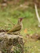 Iberian Green Woodpecker