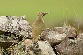 Iberian Green Woodpecker