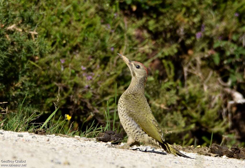 Iberian Green Woodpecker female juvenile, identification