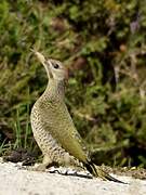 Iberian Green Woodpecker