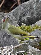 Iberian Green Woodpecker