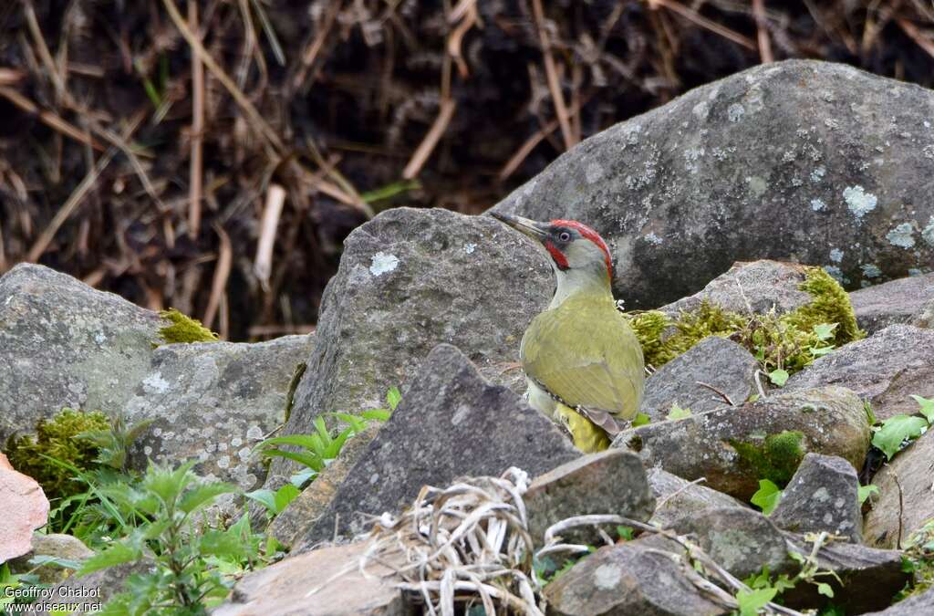 Iberian Green Woodpecker male adult breeding, habitat, camouflage, pigmentation, fishing/hunting