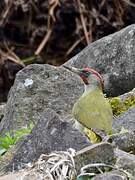 Iberian Green Woodpecker