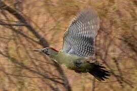 Iberian Green Woodpecker