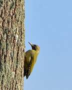 Iberian Green Woodpecker