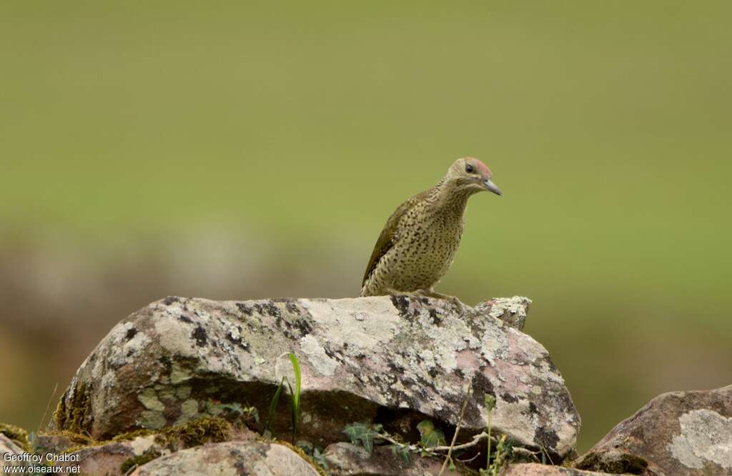 Iberian Green Woodpecker female juvenile, pigmentation