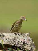 Iberian Green Woodpecker