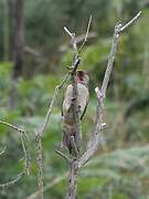 Iberian Green Woodpecker