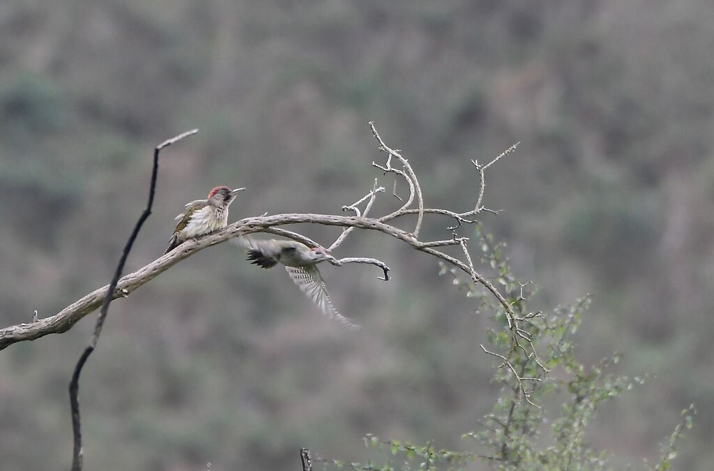 Iberian Green Woodpecker female