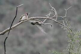 Iberian Green Woodpecker