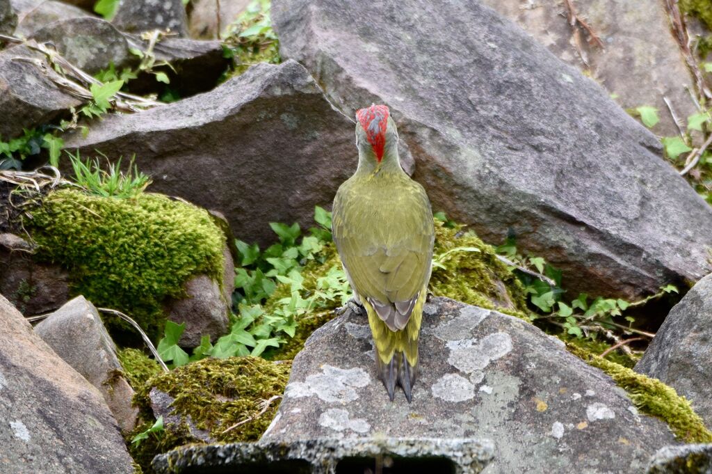 Iberian Green Woodpecker male adult breeding, identification