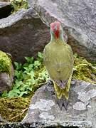 Iberian Green Woodpecker