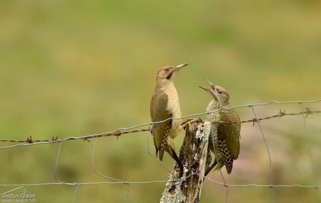 Iberian Green Woodpecker, pigmentation