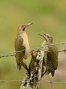 Iberian Green Woodpecker