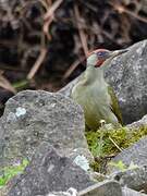 Iberian Green Woodpecker