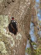 Great Spotted Woodpecker