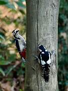 Great Spotted Woodpecker