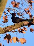 Black Woodpecker