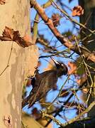 Black Woodpecker